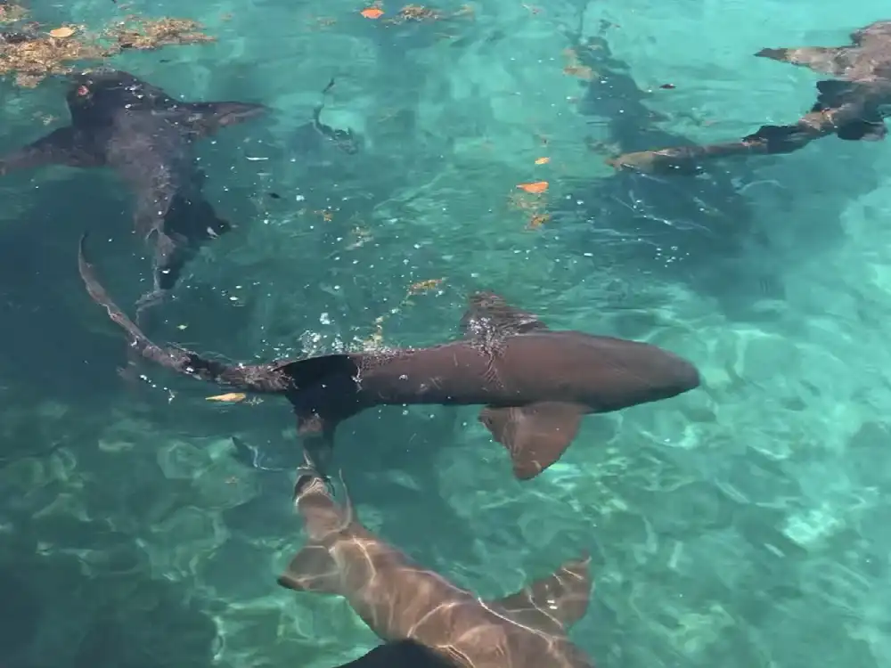 Sharks swimming gracefully in clear turquoise water.
